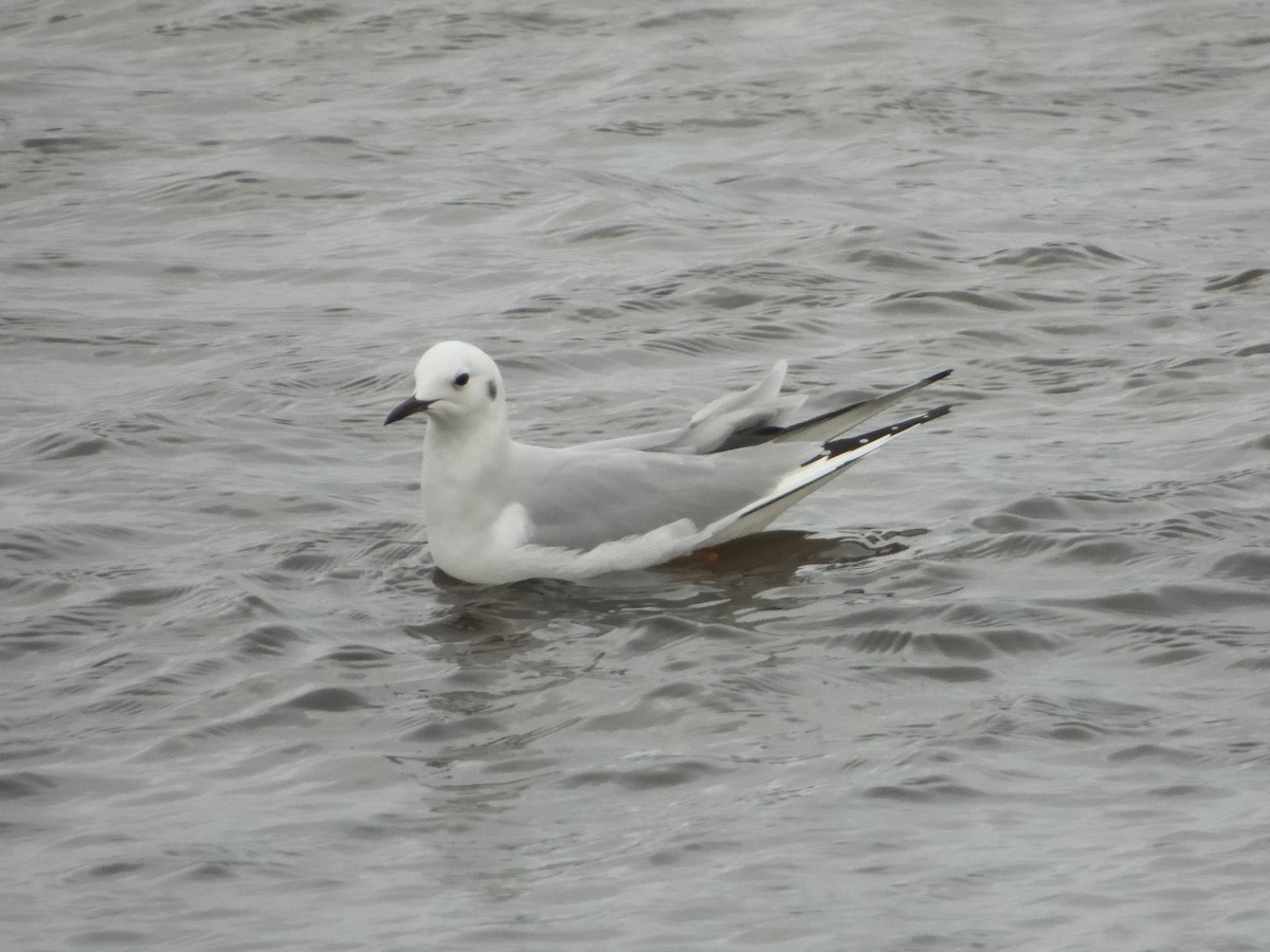 Bonaparte's Gull - ML628738179