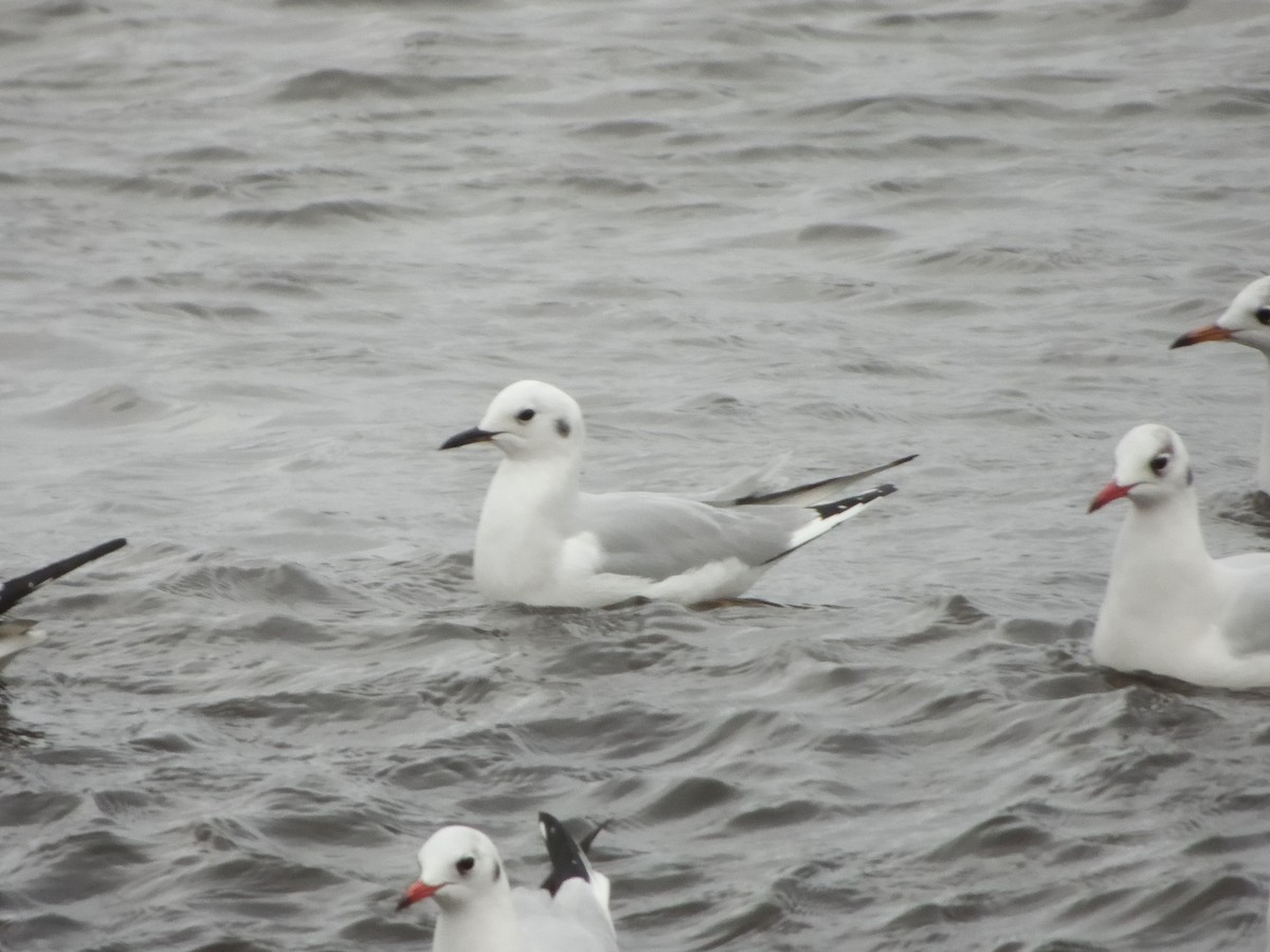 Bonaparte's Gull - ML628738181