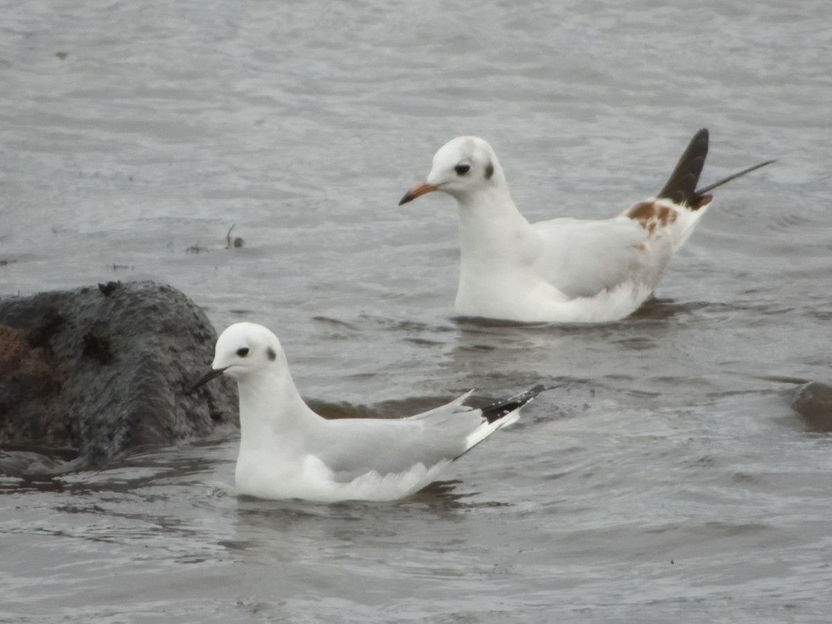 Bonaparte's Gull - ML628738438