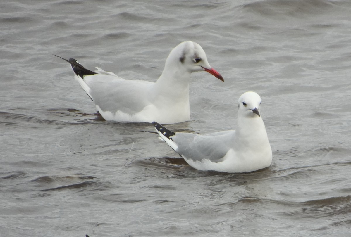 Bonaparte's Gull - ML628738528