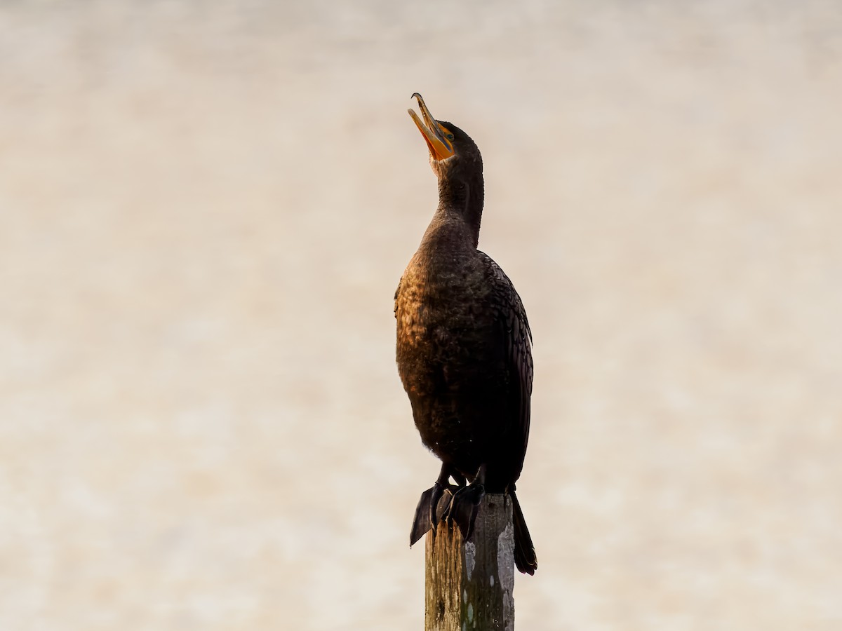 Double-crested Cormorant - ML628738579