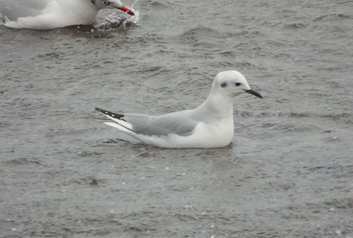 Bonaparte's Gull - ML628738638