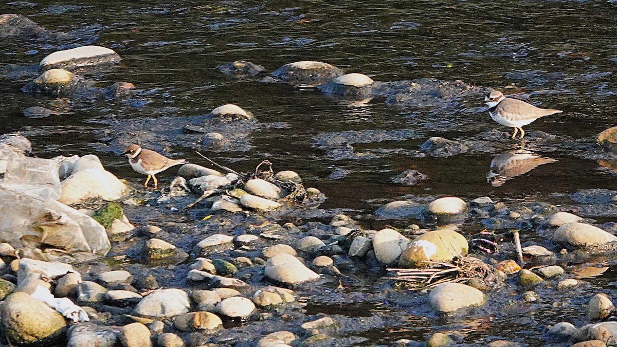 Long-billed Plover - ML628738989