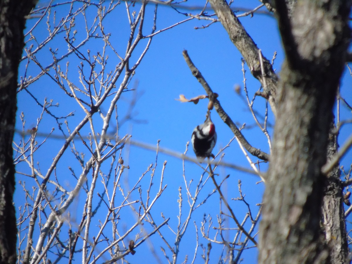 Middle Spotted Woodpecker - ML628739034
