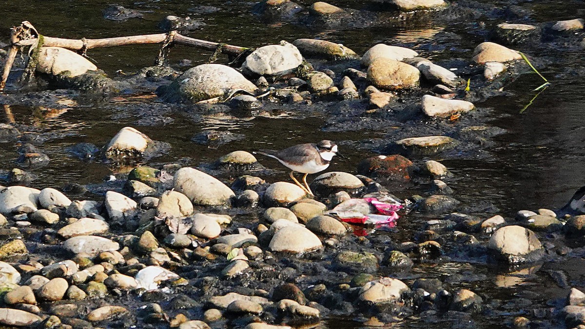 Long-billed Plover - ML628739122