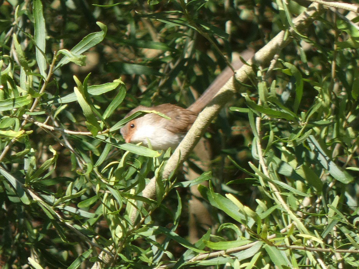 Superb Fairywren - ML628739280