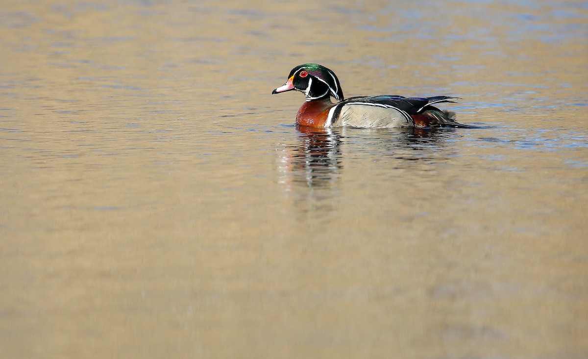 Wood Duck - ML628739791