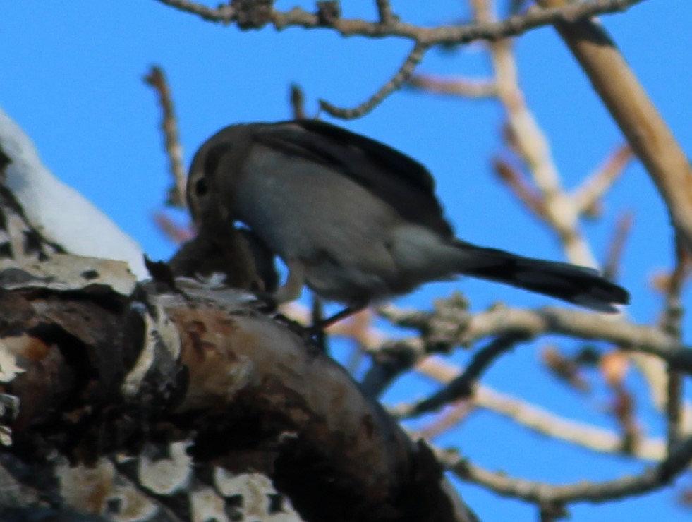 Northern Shrike - ML628739810