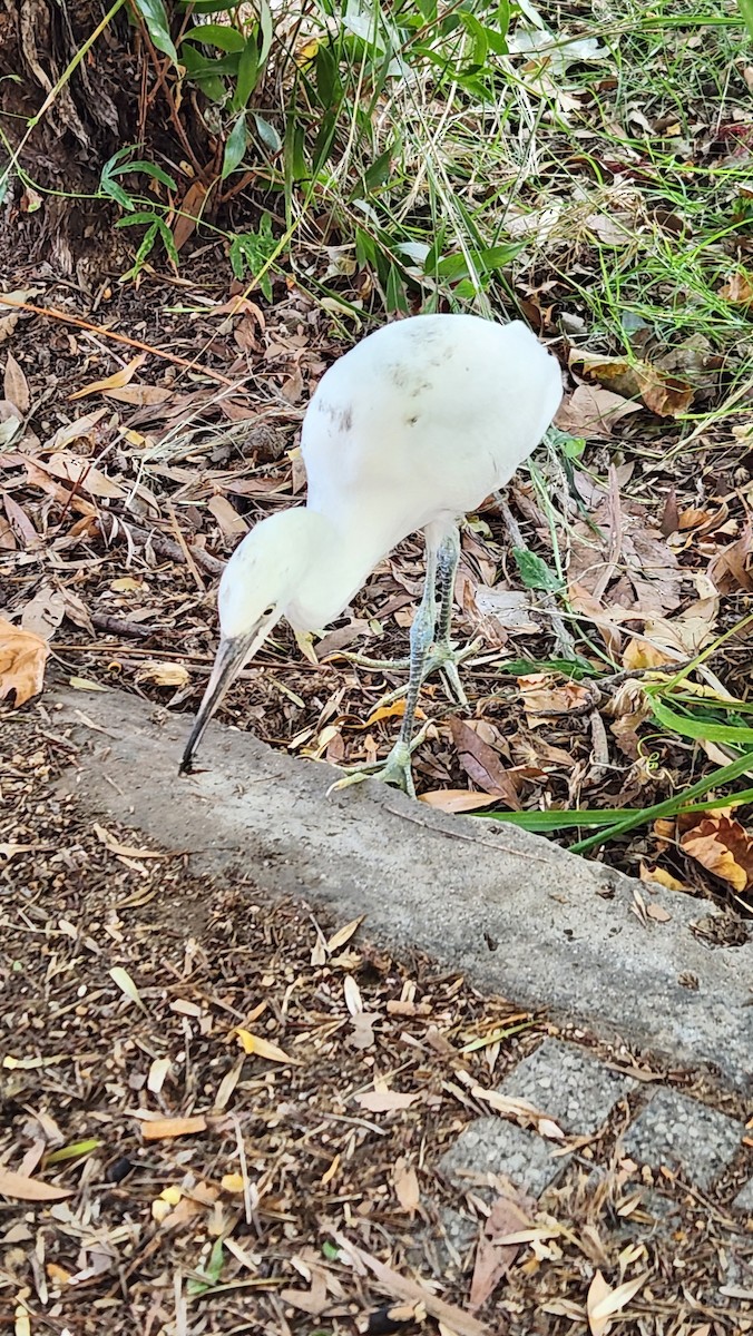 Snowy Egret - ML628739845