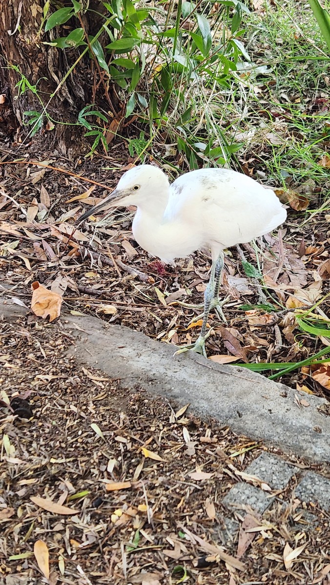 Snowy Egret - ML628739846