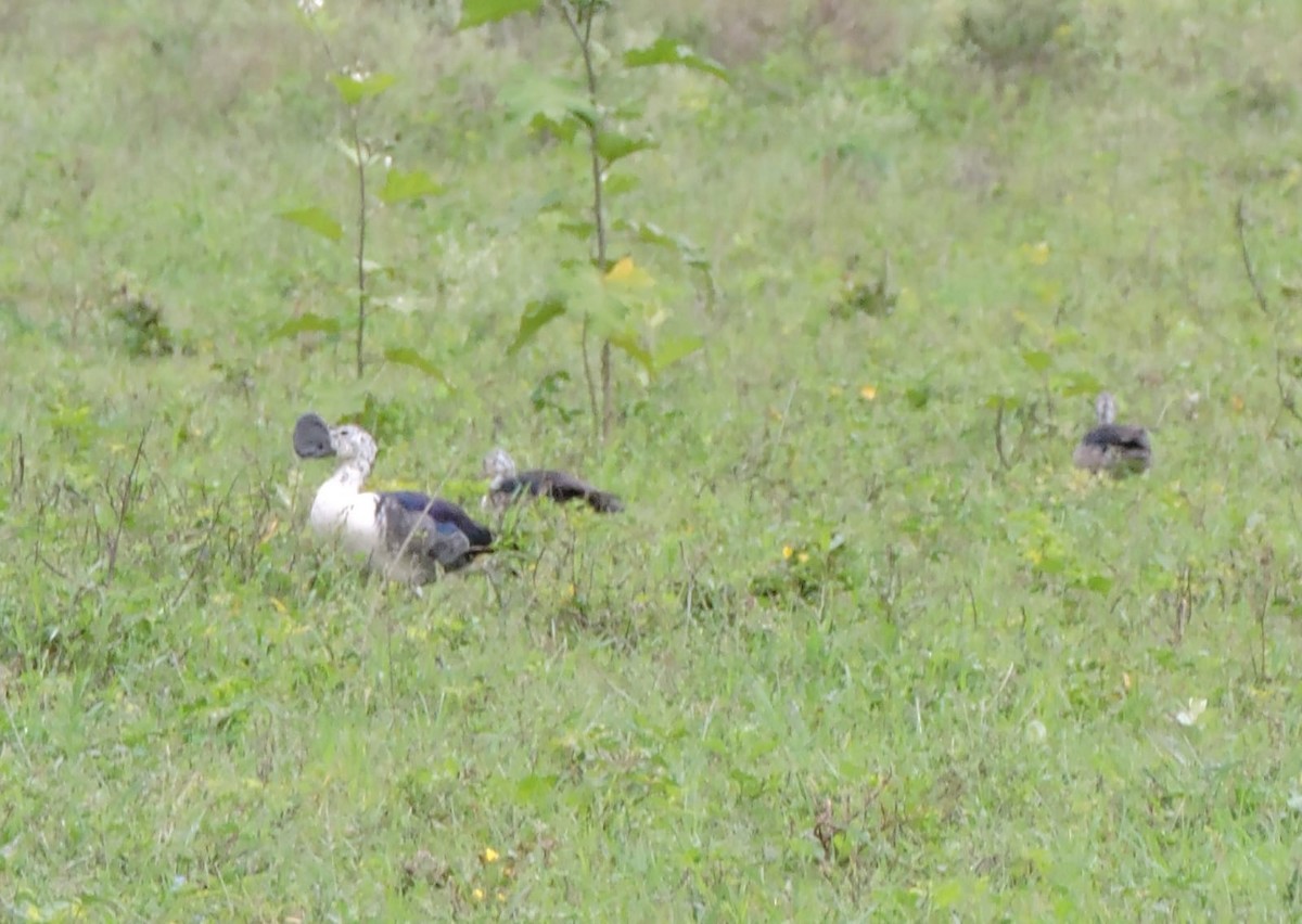 Comb Duck - ML628739863