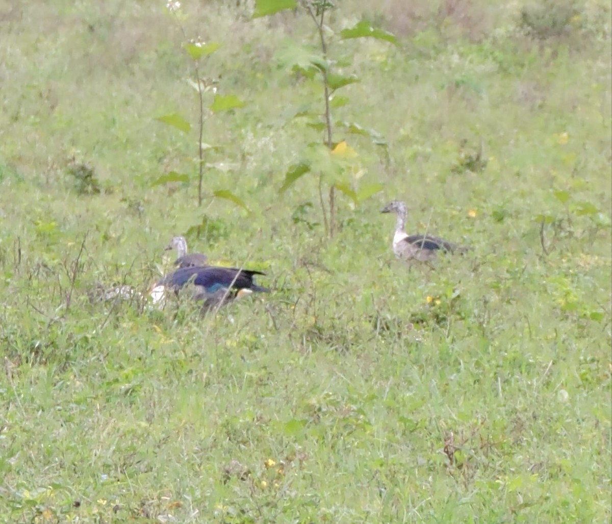 Comb Duck - ML628739864
