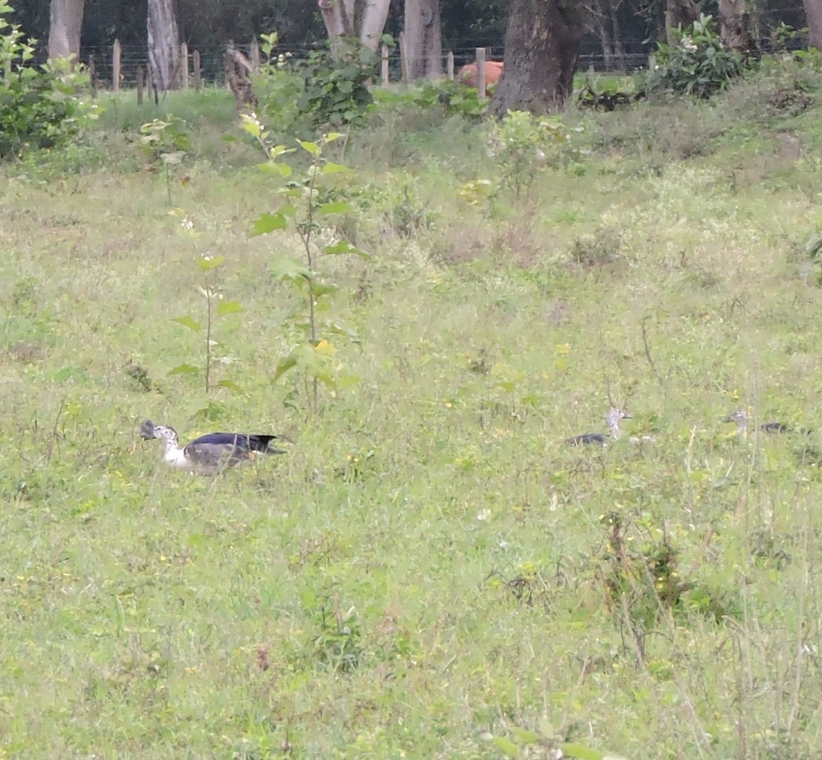 Comb Duck - ML628739865