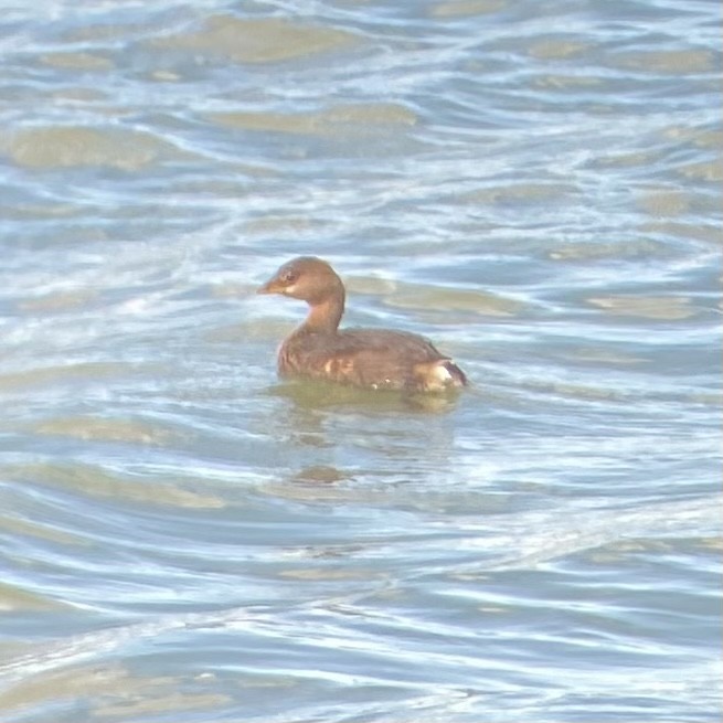 Pied-billed Grebe - ML628740011