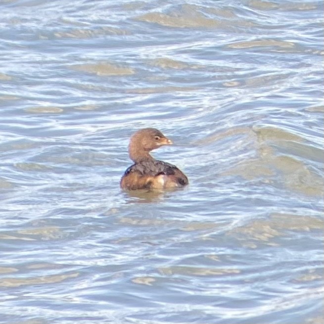 Pied-billed Grebe - ML628740012