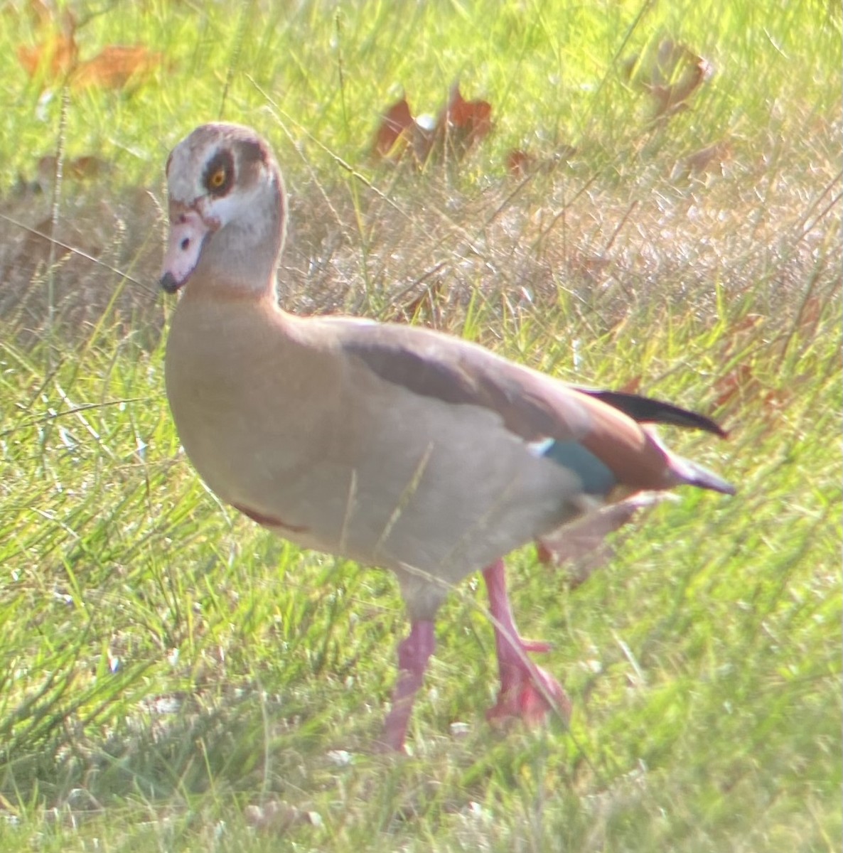 Egyptian Goose - ML628740150