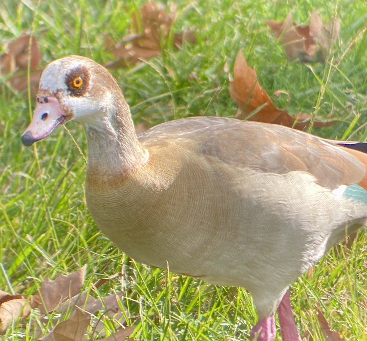 Egyptian Goose - ML628740151