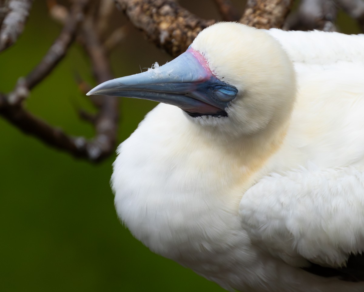 terej červenonohý - ML628740210