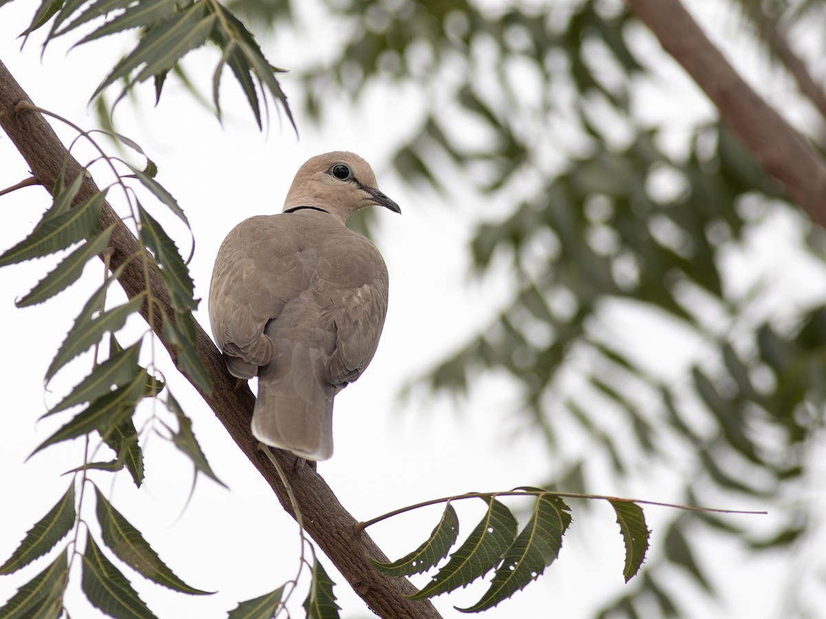 Vinaceous Dove - ML628740259