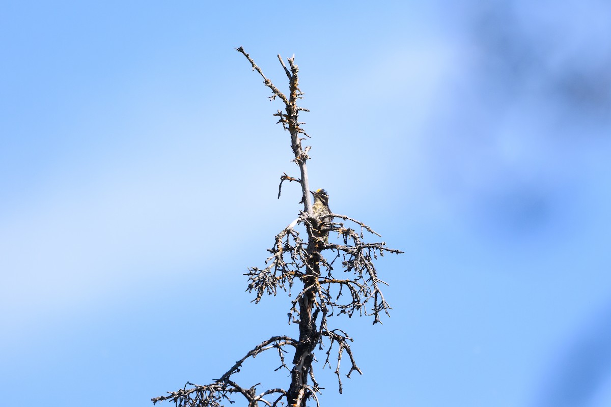 American Three-toed Woodpecker - ML628740775
