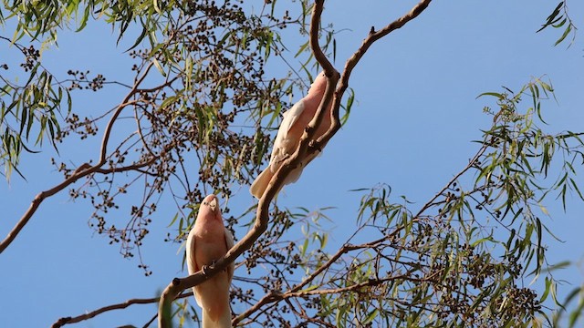 Pink Cockatoo - ML628741182