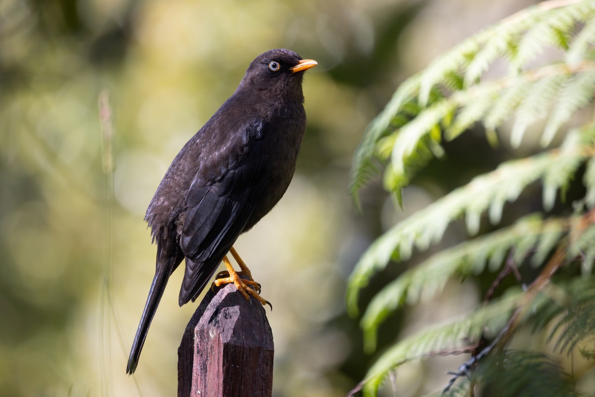 Sooty Thrush - ML628741282