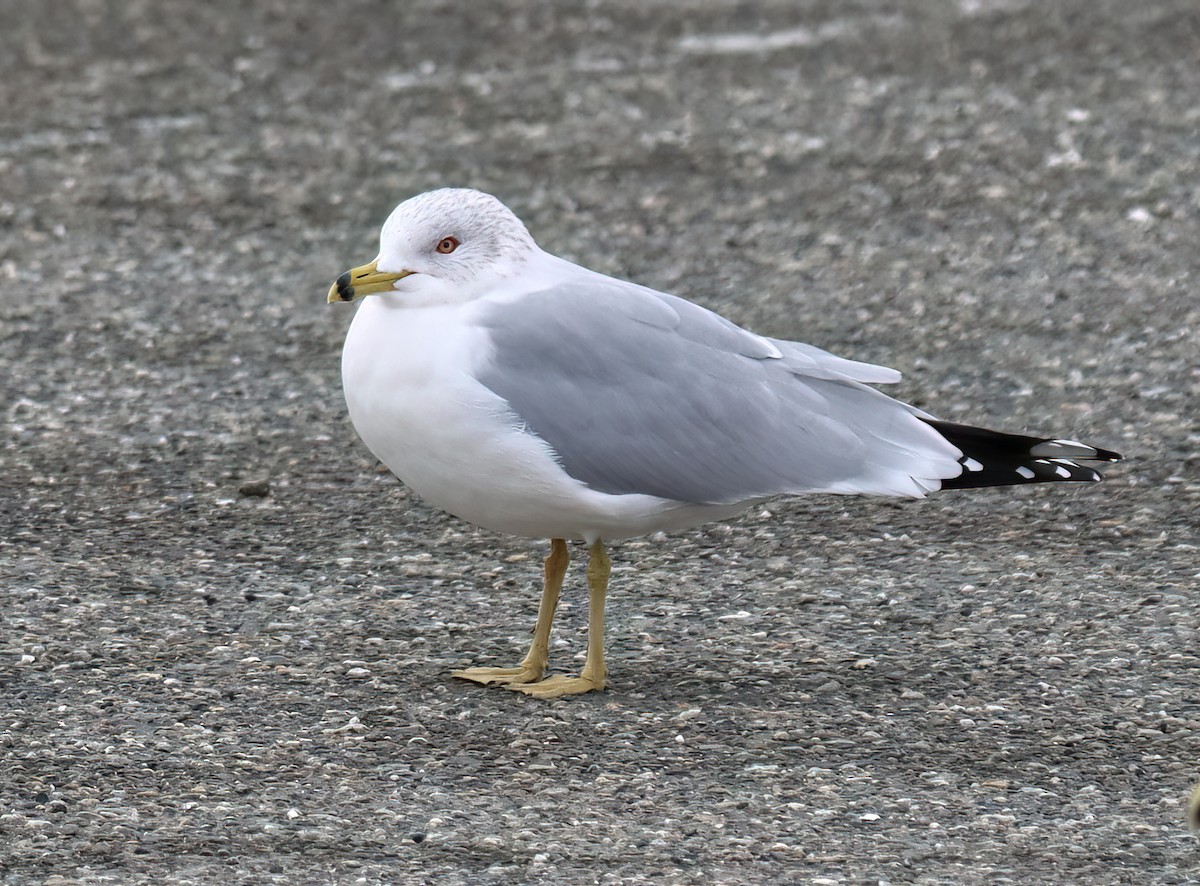 Ring-billed Gull - ML628741364