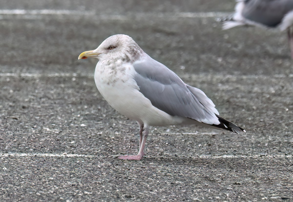 American Herring Gull - ML628741380