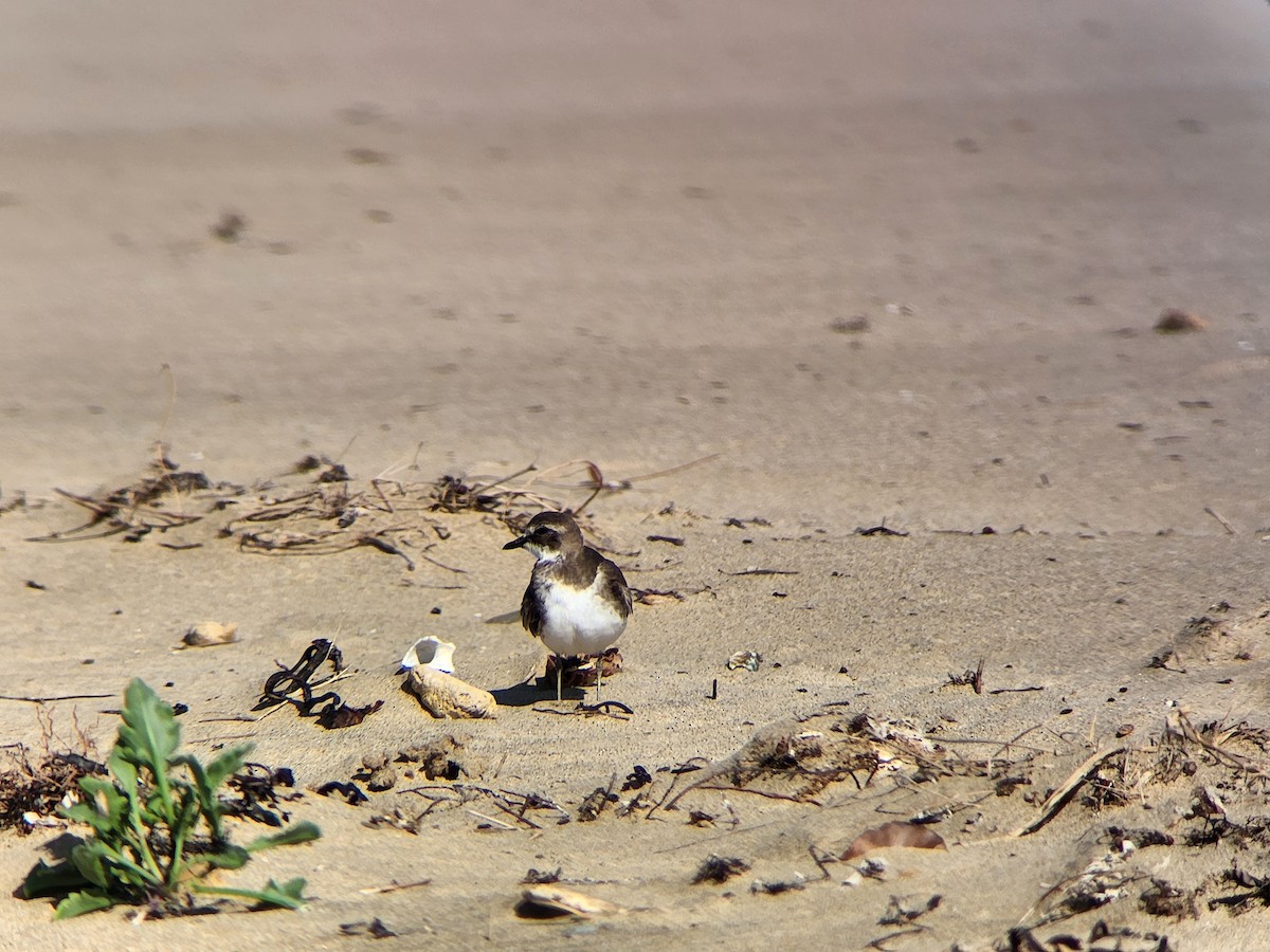 蒙古鴴 - ML628741619