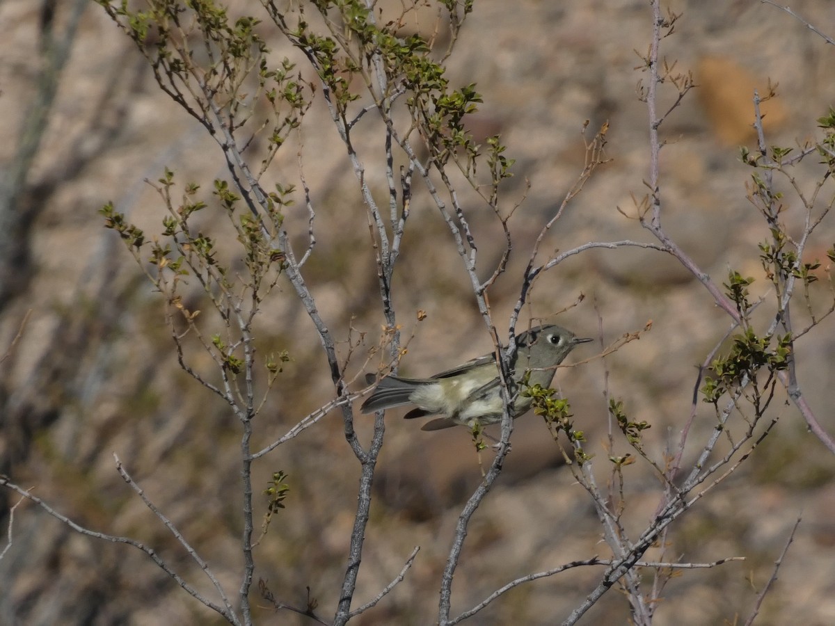 Ruby-crowned Kinglet - ML628741727