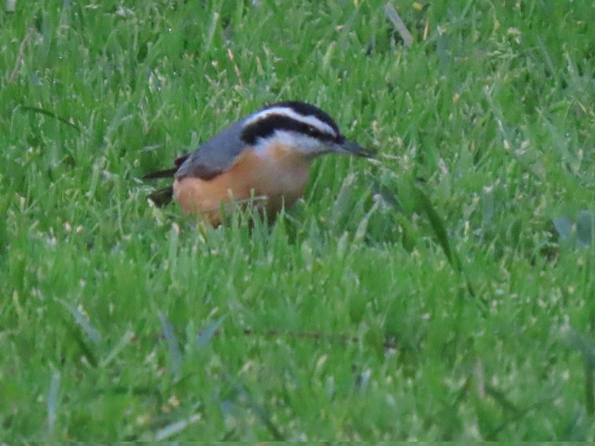 Red-breasted Nuthatch - ML628742393