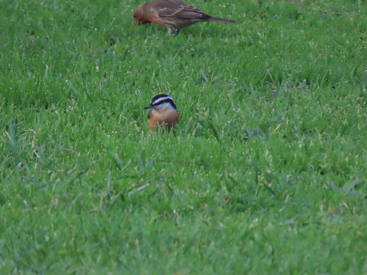 Red-breasted Nuthatch - ML628742411