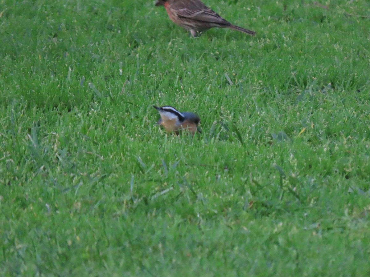 Red-breasted Nuthatch - ML628742414