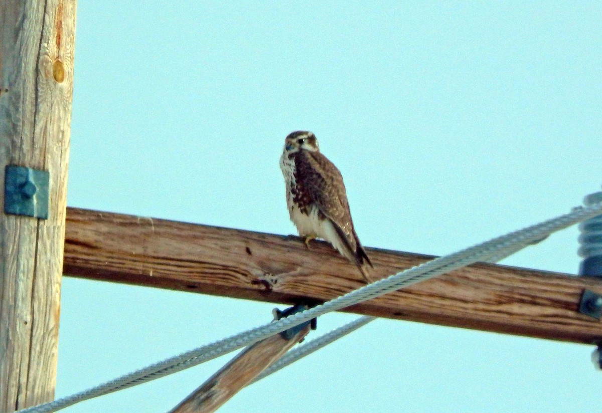 Prairie Falcon - ML628742446