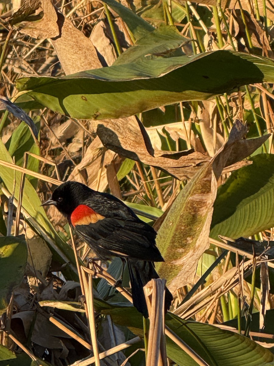 Red-winged Blackbird - ML628742479