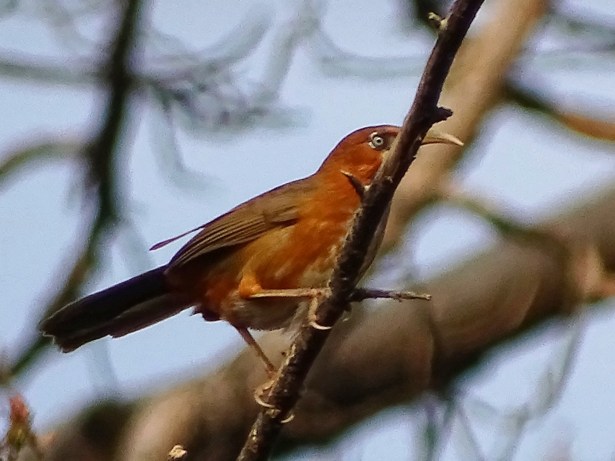 Rusty-cheeked Scimitar-Babbler - ML628742663