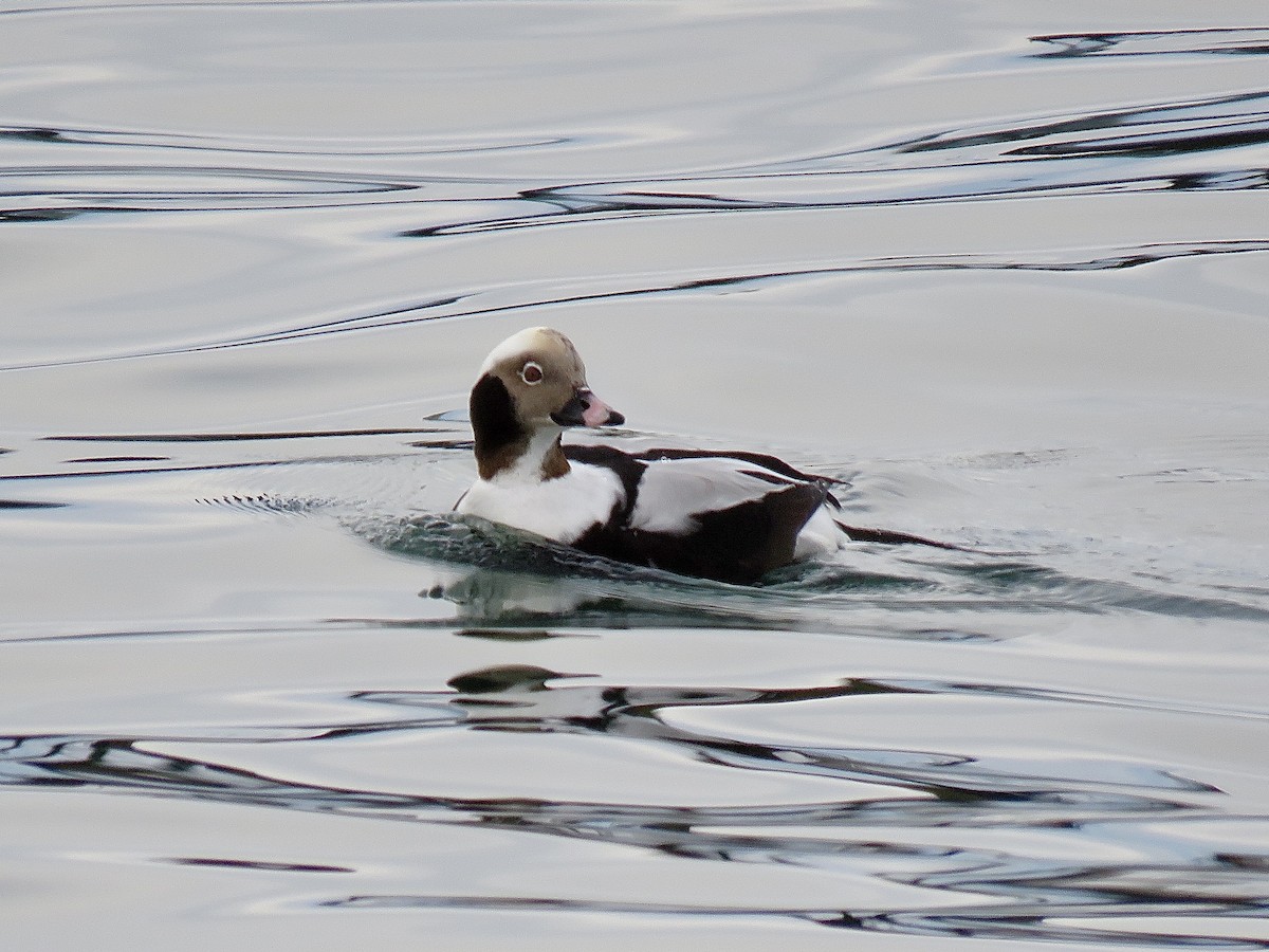 Long-tailed Duck - ML628742733