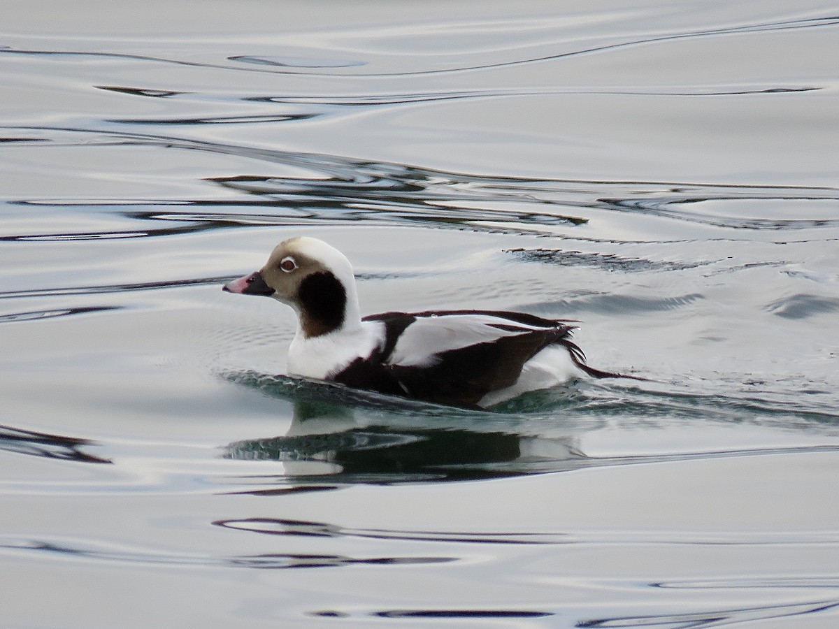 Long-tailed Duck - ML628742734