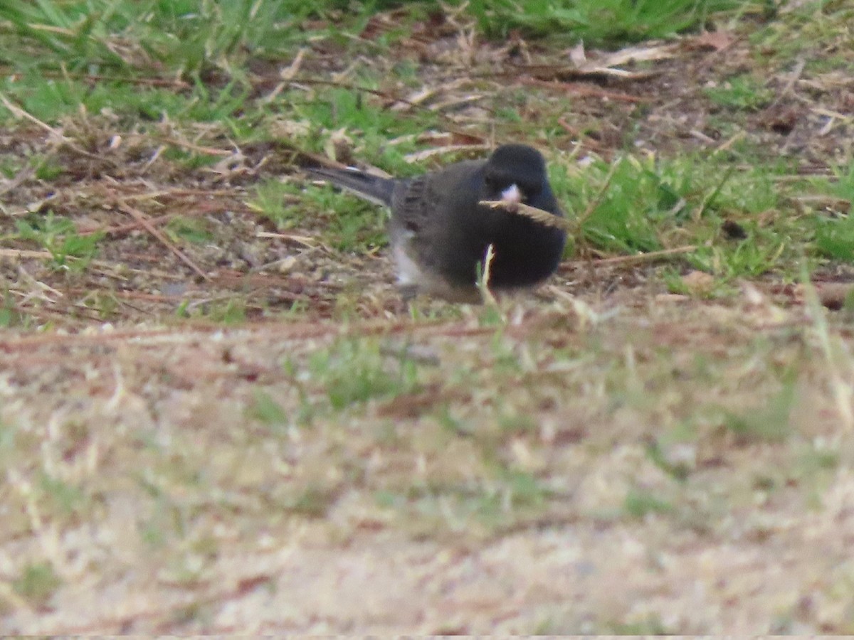 Dark-eyed Junco (Slate-colored) - ML628742788