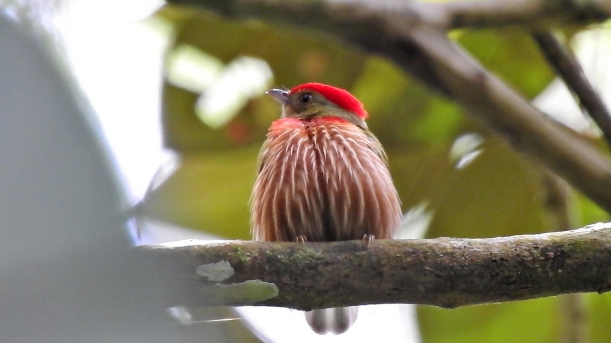 Striolated Manakin - ML628742791