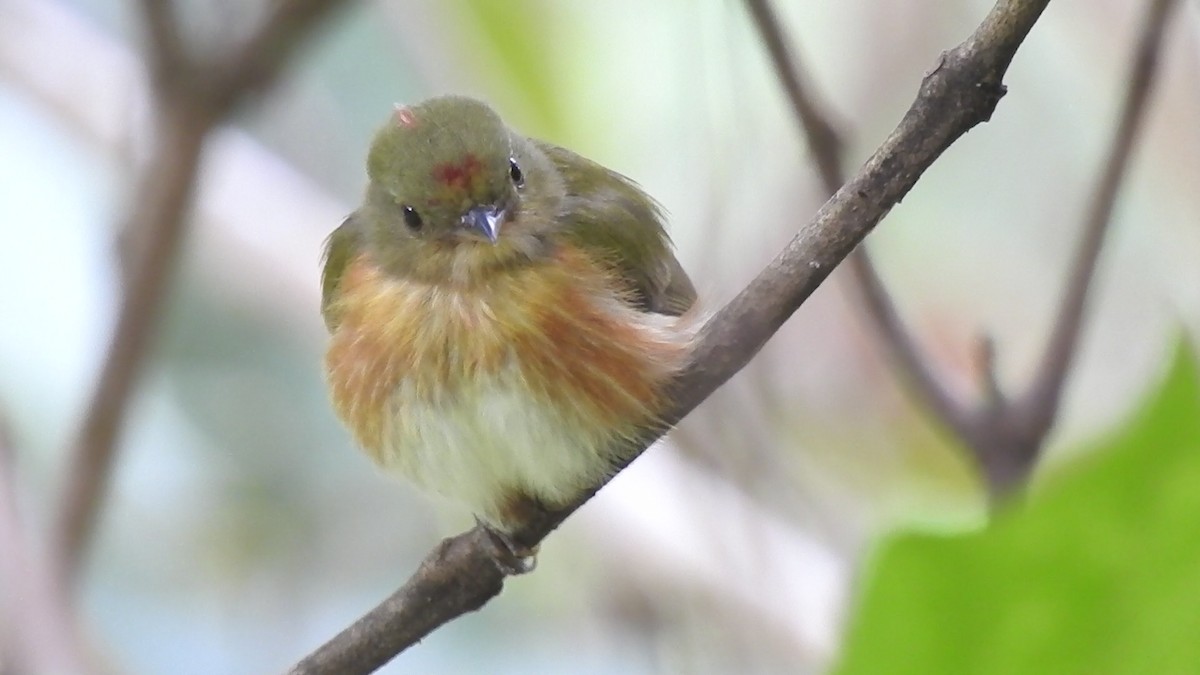 Striolated Manakin - ML628742805