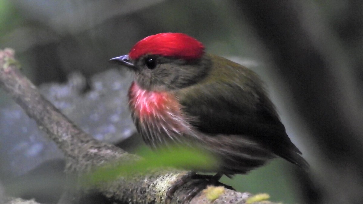 Striolated Manakin - ML628742819