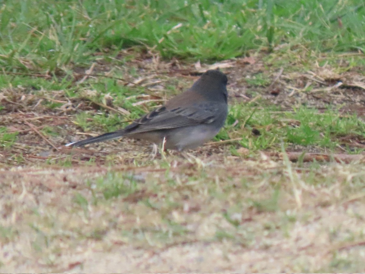 Dark-eyed Junco (Slate-colored) - ML628742822