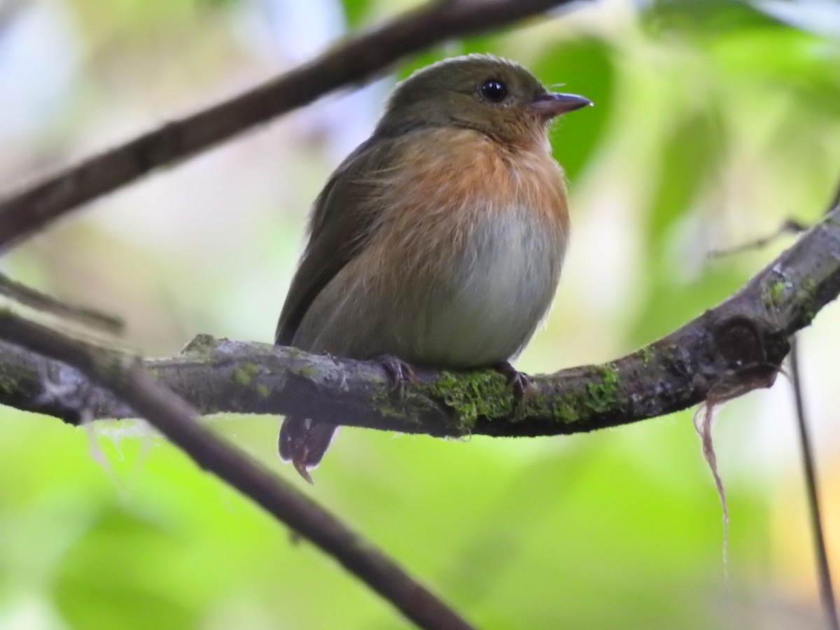 Striolated Manakin - ML628742840