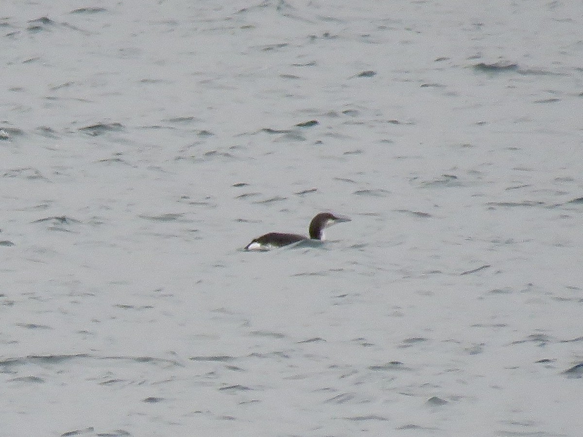 Arctic Loon - ML628742852