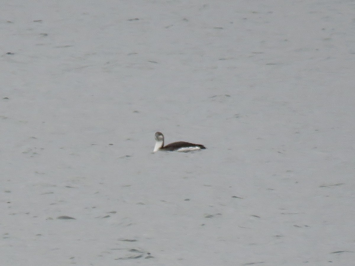 Arctic Loon - ML628742853