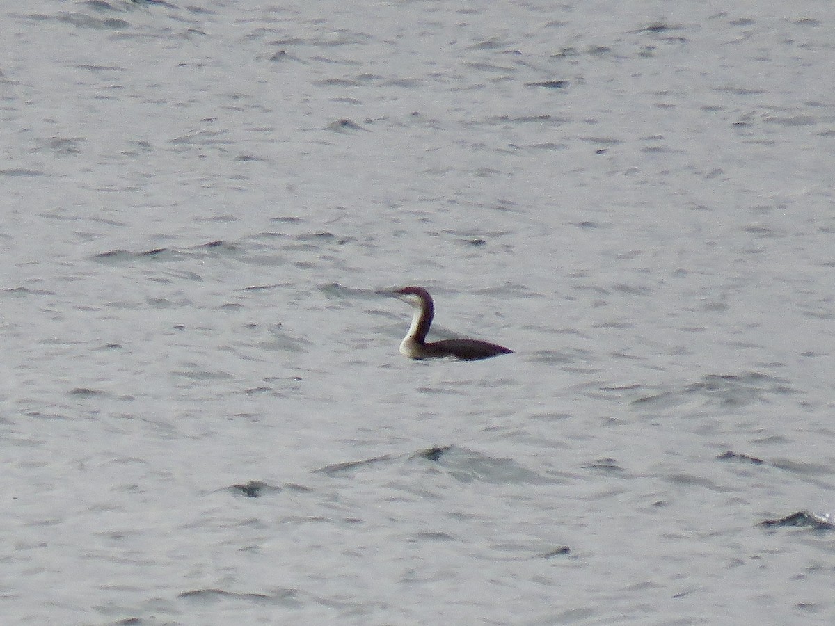 Arctic Loon - ML628742854