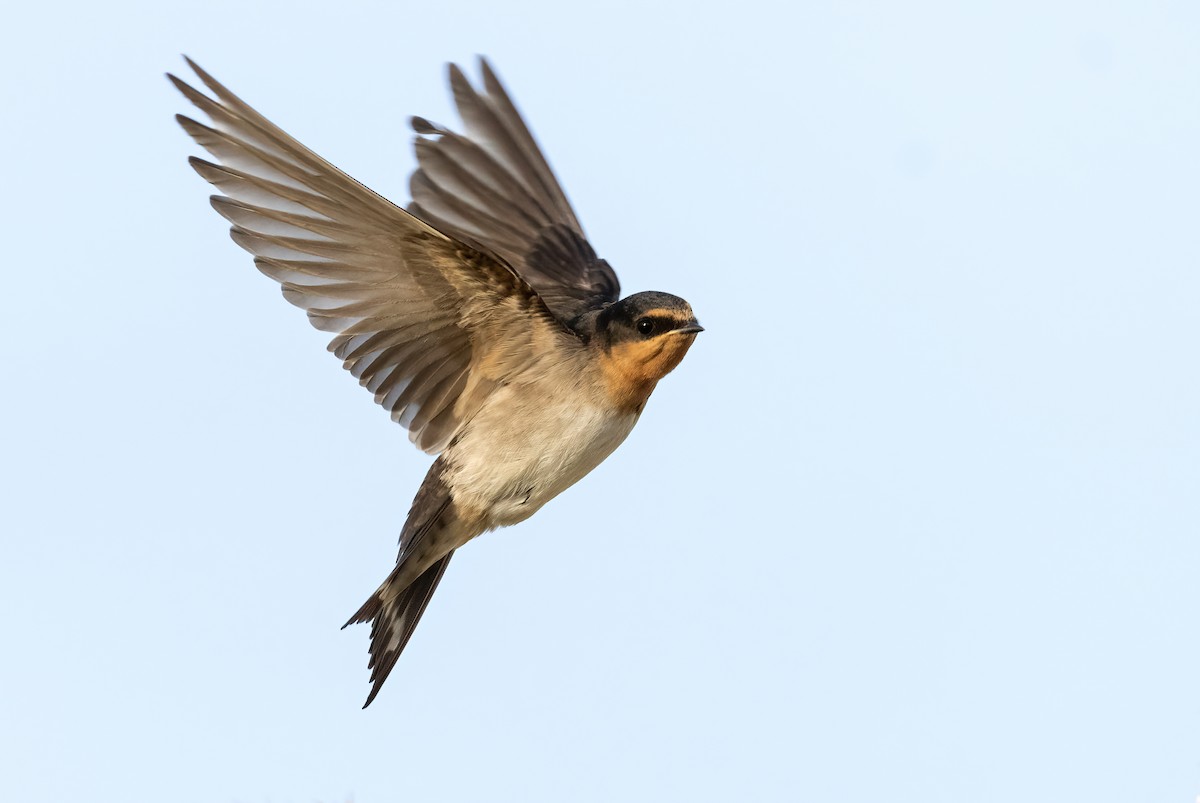 pionérsvale - ML628742971