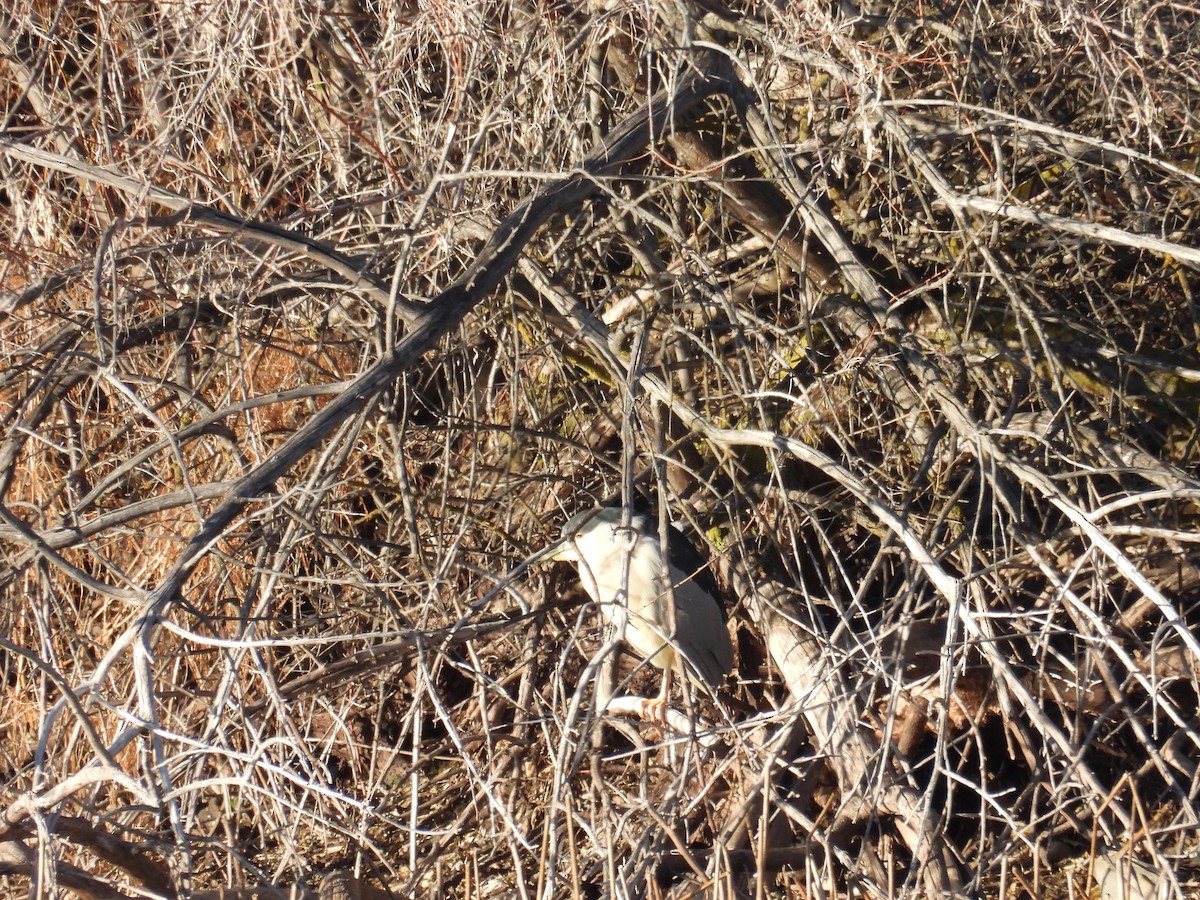 Ногоовор зашин - ML628743127