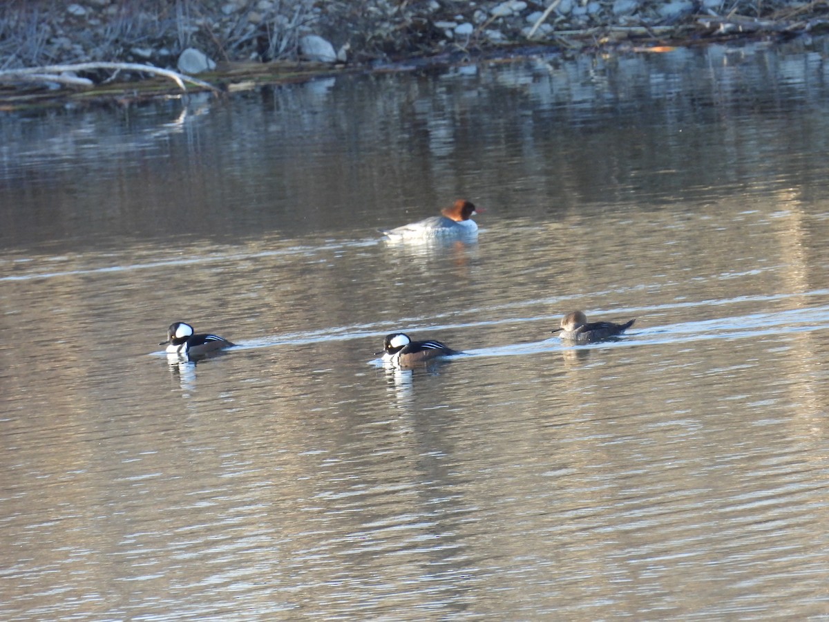Hooded Merganser - ML628743172